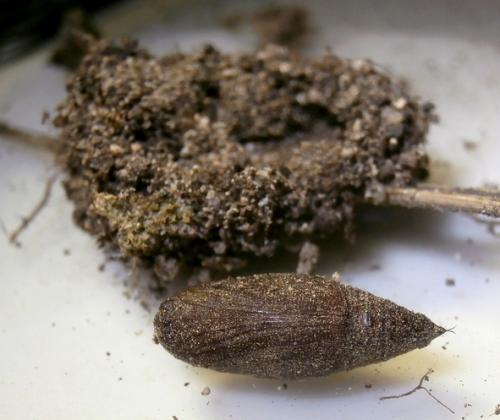 Réf. 270 399 : Larentia clavaria